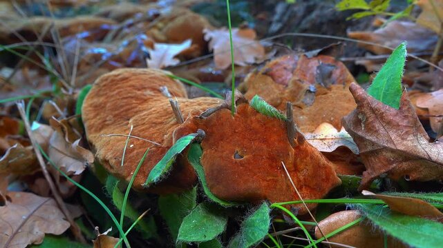 Phellinus robustus - saprophytic wood fungus on an old oak tree stump in a garden, Ukraine