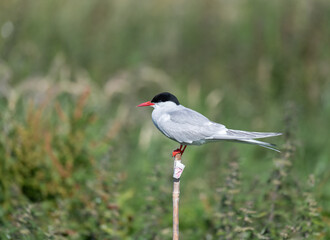 Arctic Tern (Sterna paradisaea) on a post in Northumberland, England