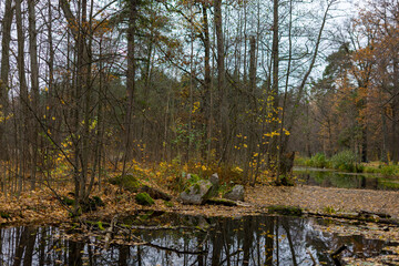 autumn in the forest