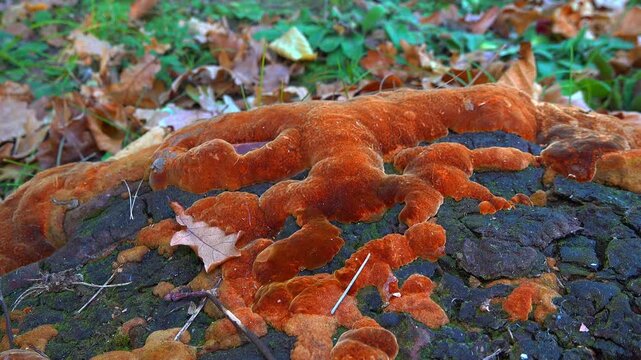 Phellinus robustus - saprophytic wood fungus on an old oak tree stump in a garden, Ukraine