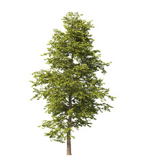 Obraz premium Tree isolated on transparent background. big old single tree with green leaves stands alone on transparent background. side view of cutout tree PNG. used for design and advertising. Isolated tree PNG.