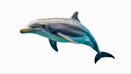 Obraz premium dolphin isolated on white background