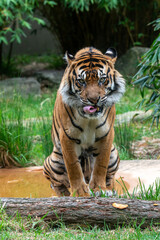 Majestic Tiger Posing Near Water Source in Nature
