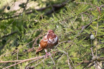 Obraz premium Paloma doméstica