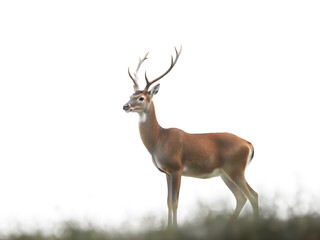 Obraz premium Whitetail Deer (Aulex capreolus) isolated on white background 