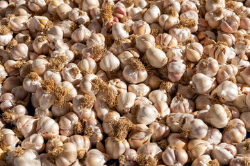 Freshly harvested garlic bulbs spread out under sunlight in a rural farm setting