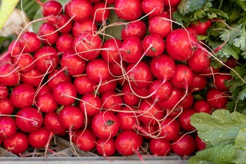 Freshly harvested radishes arranged neatly at a local market, showcasing vibrant colors and textures