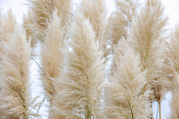 Selective focus of white cream puffy flowers of Pampas grass in the garden with close up,...