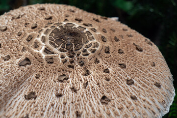 Macrolepiota procera, or parasol mushroom. 