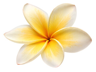 Obraz premium frangipani flower isolated on white