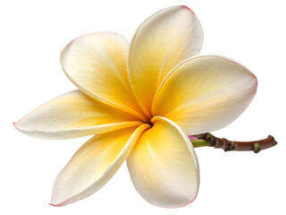 frangipani flower isolated on white
