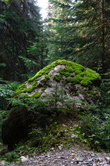 Fototapeta premium Big rock covered in soft green moss in a forest