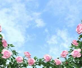 Pink Roses Against a Blue Sky