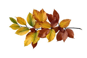 seasonal brown and orange leaves of beech tree at autumn