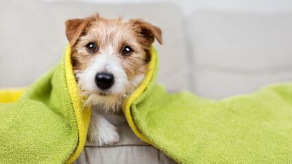 Face of a dog puppy with towel
