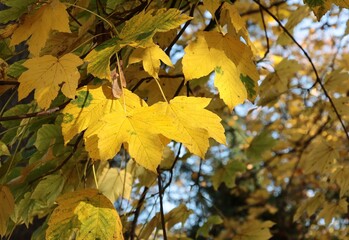 Fototapeta premium colorful various foliage of trees at autumn scenic