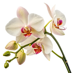 Obraz premium orchid isolated on white