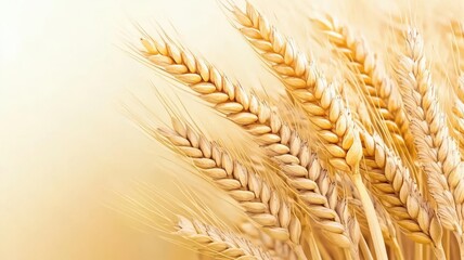 Field of wheat, close-up with soft golden-brown hues, blended digital and watercolor textures, natural light, gentle and warm