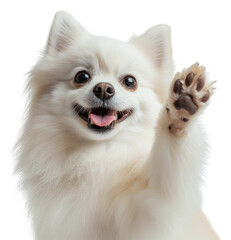 Obraz premium PNG Dog background white pet.