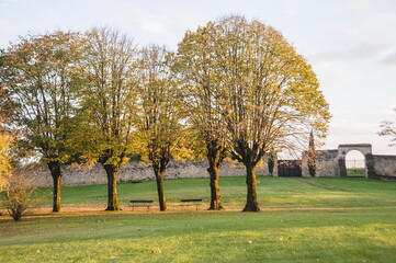 Obraz premium trees in a park in autumn