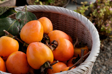 収穫した新鮮な柿