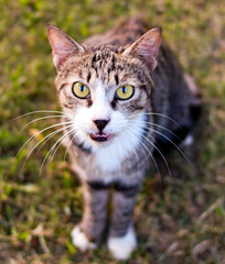 Fototapeta premium portrait of a cat