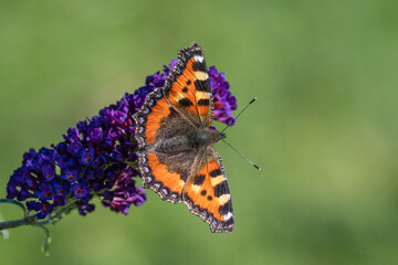 Tortoiseshell (Aglais urticae) is a colourful Eurasian butterfly in the family Nymphalidae. The insect helps to pollinate and is an important part of the ecosystem. Blurred background.
