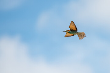 Flying European bee-eater (Merops apiaster). A rare bird in Sweden, that breeds in the southern parts of the country.