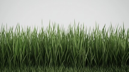 Obraz premium Lush Green Grass Border on White Background Nature Texture 3D Render Isolated