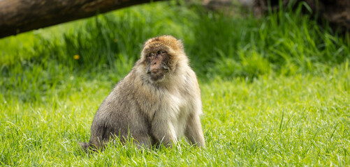 Close up portrait of an adult Barbary macaque Macaca Sylvanus
