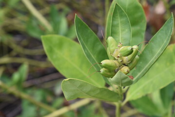 Acanthus ebracteatus plant flower with bokeh background. Mangrove flower. Mangrove plant