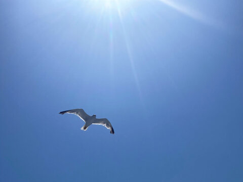 Seagull with spread wings flying, bright blue sky background with sun rays, landscape
