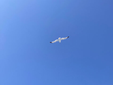 Seagull with spread wings flying, bright blue sky background, landscape