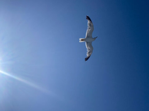 Seagull with spread wings flying, bright blue sky background with sun rays, landscape
