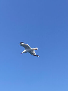 Seagull with spread wings flying, bright blue sky background, portrait
