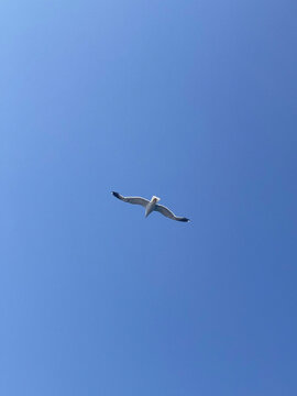 Seagull with spread wings flying, bright blue sky background, portrait
