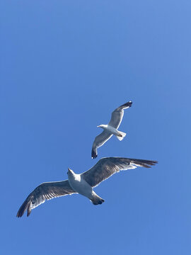 Seagulls with spread wings flying, bright blue sky background, portrait