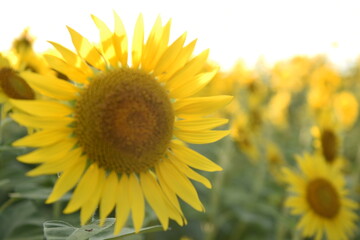 Fototapeta premium ひまわり、日本の夕焼け、佐渡ヶ島