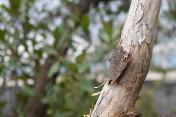 Obraz premium A close-up of a tree trunk with peeling bark. Texture photo of the tree trunk