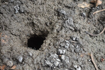 A close-up of a small burrow in muddy swamp soil, typically used as a shelter by swamp crabs. The damp, earthy surroundings and the burrow entrance highlight the natural habitat of these crustaceans