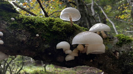 Mushrooms Porcelain mushroom Oudemansiella Mucida Forest mushrooms