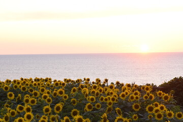 Obraz premium ひまわり、日本の夕焼け、佐渡ヶ島