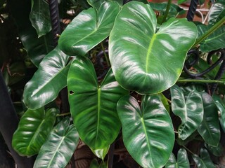 Philodendron rugosum,Philodendron rugosum is a species of plant in the family Araceae. It is...