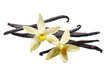 Aromatic vanilla sticks and flowers on isolated white background