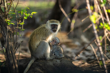 mother and baby vervet monkey