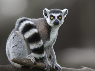 Fototapeta premium portrait of a lemur on a blurred background