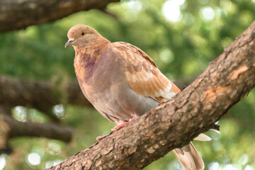 Naklejka premium A brown pigeon is sitting on a tree branch. The bird dove is beautiful - the look.