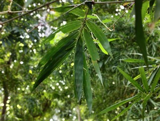 green leaf in nature, nature background