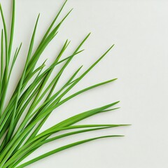 Fototapeta premium Fresh green grass leaves on a light background, minimalistic beauty.