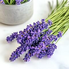 Fresh lavender bunch, aromatic and vibrant for natural decor.